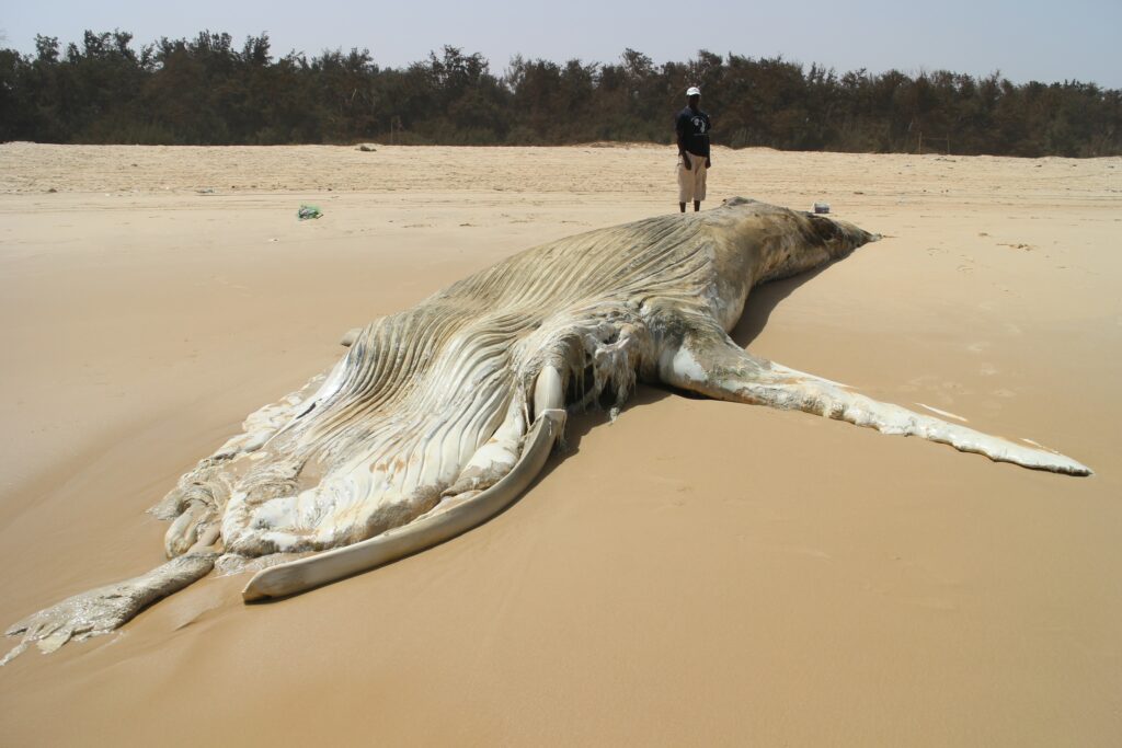 Senegal-Stranding-Network-Cover-Image